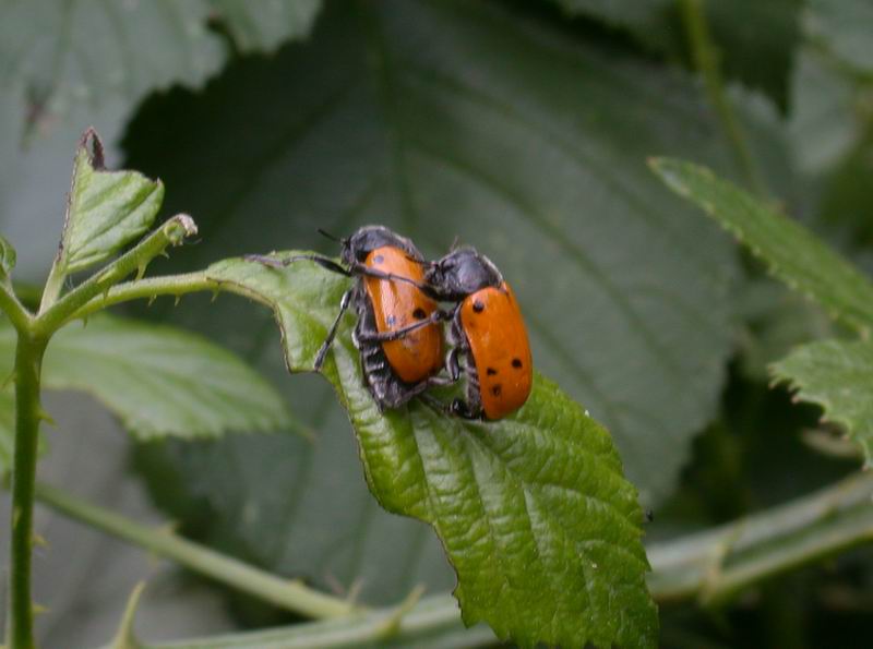 Chrysomelidae